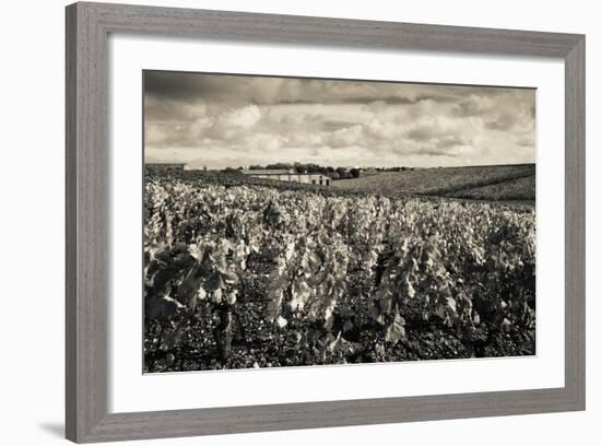 Chateau Lafite Rothschild Vineyards in Autumn, Pauillac, Haut Medoc, Gironde, Aquitaine, France-null-Framed Photographic Print