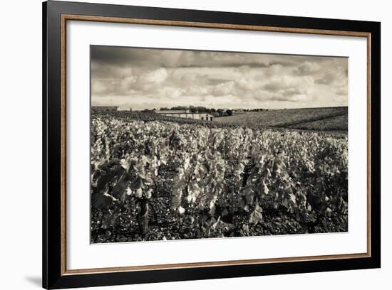 Chateau Lafite Rothschild Vineyards in Autumn, Pauillac, Haut Medoc, Gironde, Aquitaine, France--Framed Photographic Print