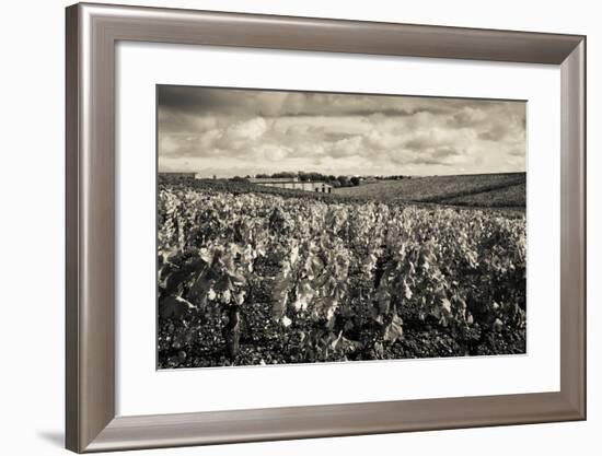 Chateau Lafite Rothschild Vineyards in Autumn, Pauillac, Haut Medoc, Gironde, Aquitaine, France-null-Framed Photographic Print