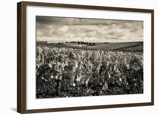 Chateau Lafite Rothschild Vineyards in Autumn, Pauillac, Haut Medoc, Gironde, Aquitaine, France-null-Framed Photographic Print