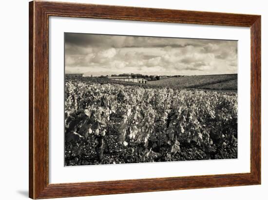 Chateau Lafite Rothschild Vineyards in Autumn, Pauillac, Haut Medoc, Gironde, Aquitaine, France-null-Framed Photographic Print