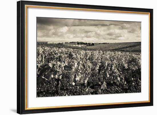 Chateau Lafite Rothschild Vineyards in Autumn, Pauillac, Haut Medoc, Gironde, Aquitaine, France-null-Framed Photographic Print