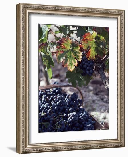 Chateau Palmer, Bordeaux, Gironde, France-Adam Woolfitt-Framed Photographic Print