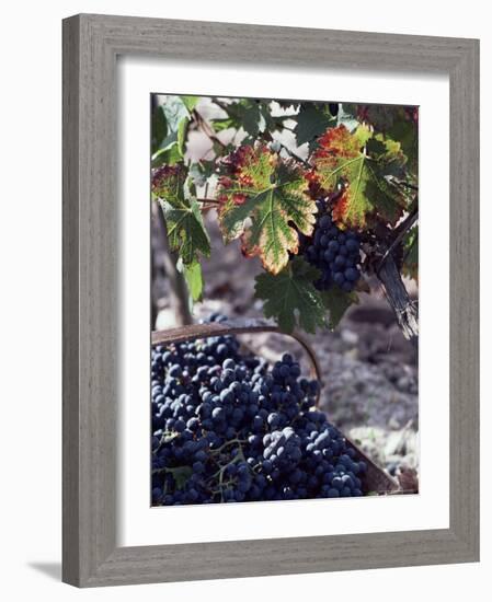 Chateau Palmer, Bordeaux, Gironde, France-Adam Woolfitt-Framed Photographic Print