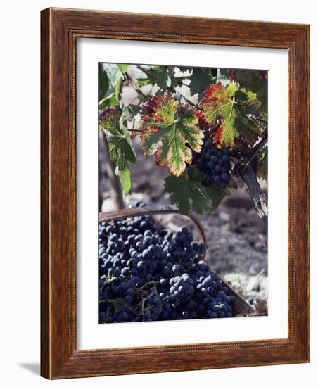 Chateau Palmer, Bordeaux, Gironde, France-Adam Woolfitt-Framed Photographic Print