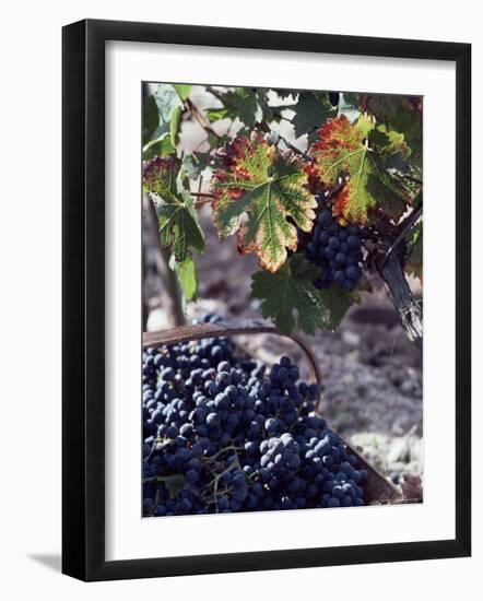 Chateau Palmer, Bordeaux, Gironde, France-Adam Woolfitt-Framed Photographic Print