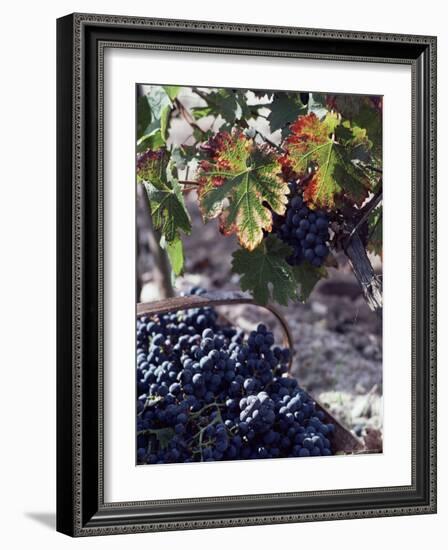 Chateau Palmer, Bordeaux, Gironde, France-Adam Woolfitt-Framed Photographic Print