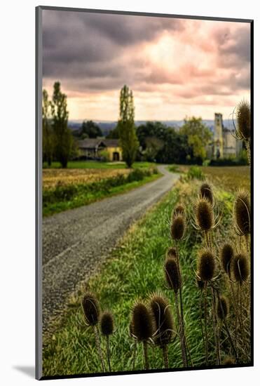 Chateau Tauzia Thistles-Colby Chester-Mounted Photographic Print