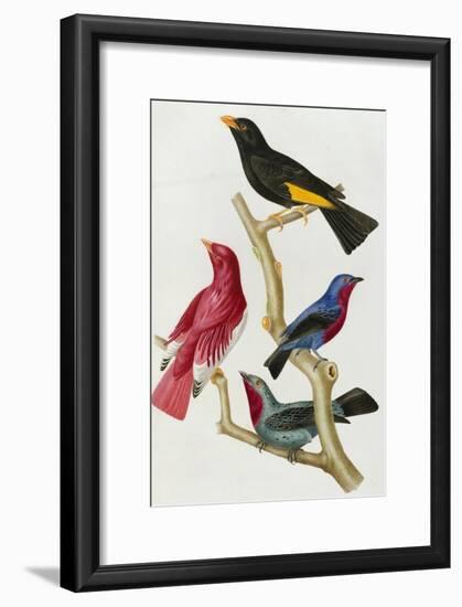 Chatterer Birds, c.1852-1856-Jean-Theodore Descourtilz-Framed Giclee Print