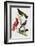 Chatterer Birds, c.1852-1856-Jean-Theodore Descourtilz-Framed Giclee Print