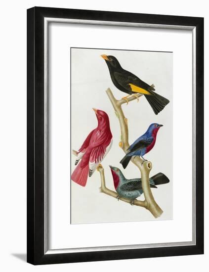 Chatterer Birds, c.1852-1856-Jean-Theodore Descourtilz-Framed Giclee Print