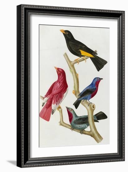 Chatterer Birds, c.1852-1856-Jean-Theodore Descourtilz-Framed Giclee Print