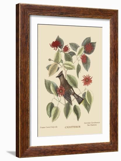 Chatterer-Mark Catesby-Framed Art Print