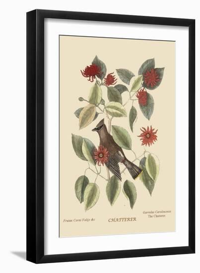 Chatterer-Mark Catesby-Framed Art Print
