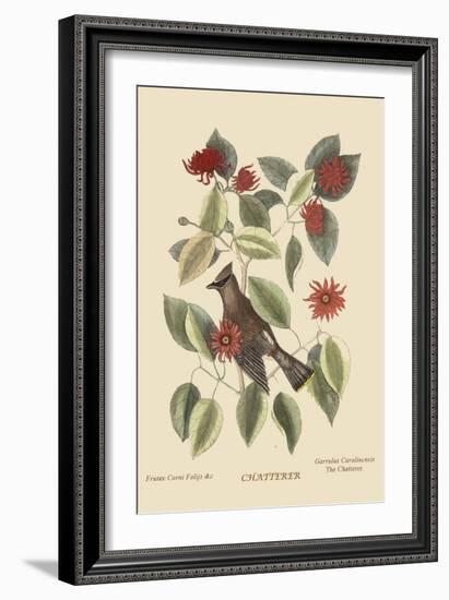 Chatterer-Mark Catesby-Framed Art Print