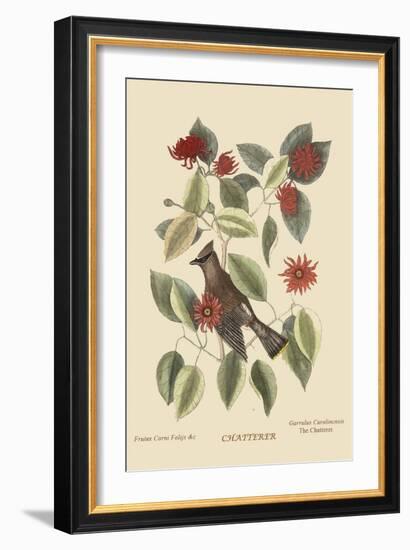 Chatterer-Mark Catesby-Framed Art Print