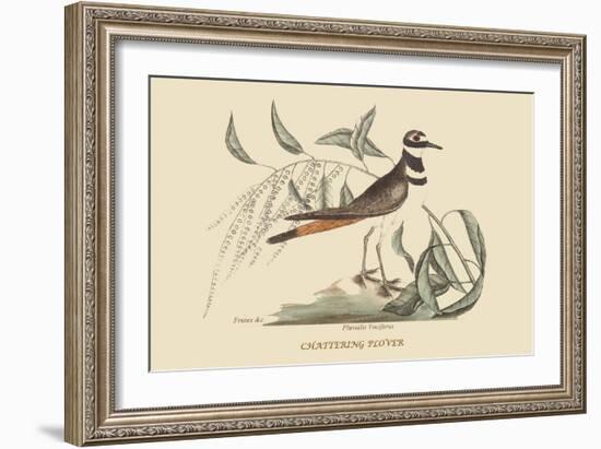 Chattering Plover-Mark Catesby-Framed Art Print