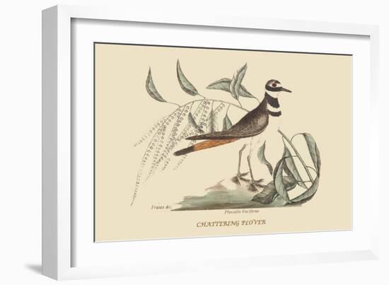 Chattering Plover-Mark Catesby-Framed Art Print