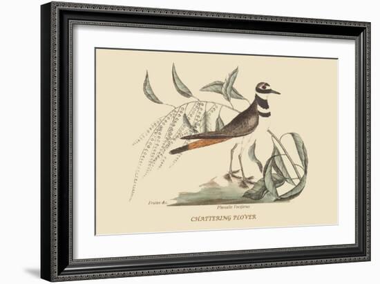 Chattering Plover-Mark Catesby-Framed Art Print