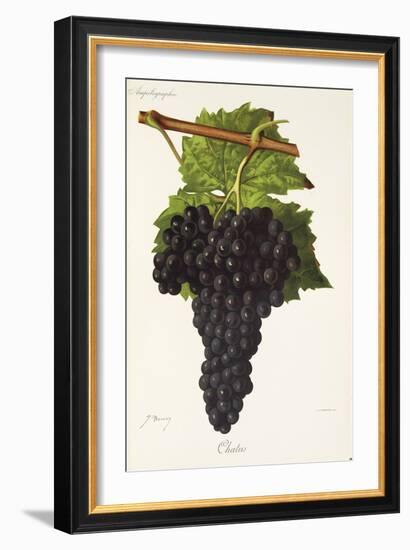 Chatus Grape-J. Troncy-Framed Giclee Print