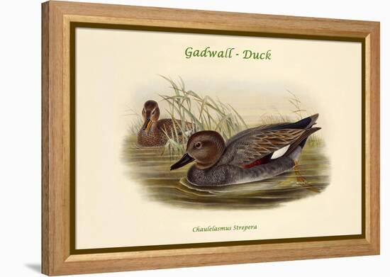 Chaulelasmus Strepera - Gadwall - Duck-John Gould-Framed Stretched Canvas