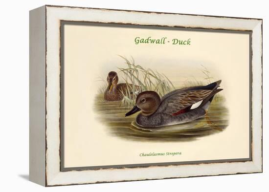 Chaulelasmus Strepera - Gadwall - Duck-John Gould-Framed Stretched Canvas