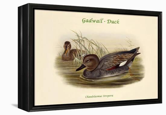 Chaulelasmus Strepera - Gadwall - Duck-John Gould-Framed Stretched Canvas