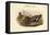Chaulelasmus Strepera - Gadwall - Duck-John Gould-Framed Stretched Canvas