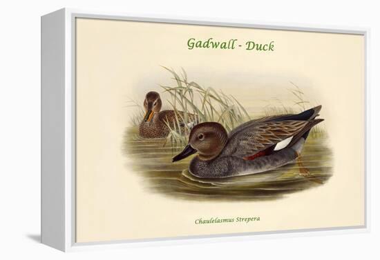 Chaulelasmus Strepera - Gadwall - Duck-John Gould-Framed Stretched Canvas