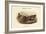 Chaulelasmus Strepera - Gadwall - Duck-John Gould-Framed Art Print