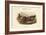 Chaulelasmus Strepera - Gadwall - Duck-John Gould-Framed Art Print