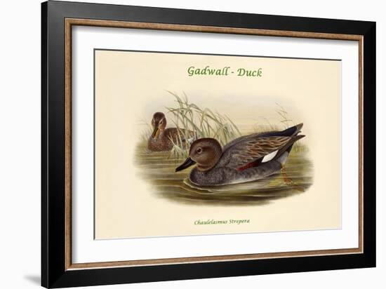 Chaulelasmus Strepera - Gadwall - Duck-John Gould-Framed Art Print