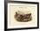 Chaulelasmus Strepera - Gadwall - Duck-John Gould-Framed Art Print