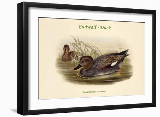 Chaulelasmus Strepera - Gadwall - Duck-John Gould-Framed Art Print