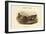 Chaulelasmus Strepera - Gadwall - Duck-John Gould-Framed Art Print