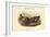 Chaulelasmus Strepera - Gadwall - Duck-John Gould-Framed Art Print
