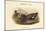 Chaulelasmus Strepera - Gadwall - Duck-John Gould-Mounted Art Print