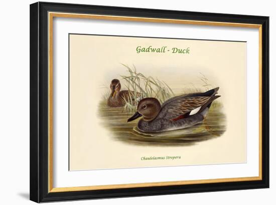 Chaulelasmus Strepera - Gadwall - Duck-John Gould-Framed Art Print