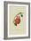 Chaumontel Pear-William Hooker-Framed Art Print