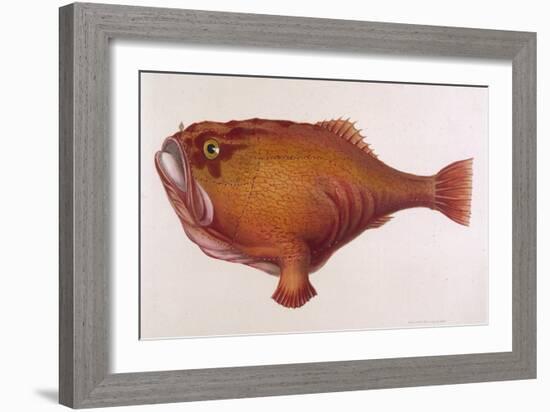 Chaunax Pictus Red Angler Fish-null-Framed Art Print