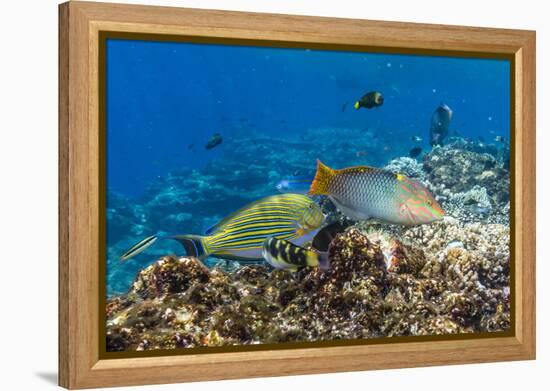 Checkerboard Wrasse (Halichoeres Hortulanus)-Michael Nolan-Framed Premier Image Canvas