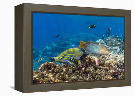 Checkerboard Wrasse (Halichoeres Hortulanus)-Michael Nolan-Framed Premier Image Canvas