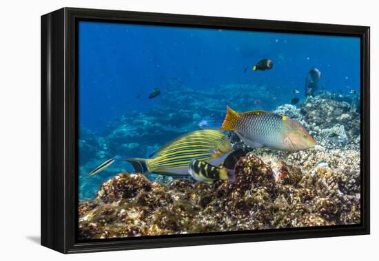 Checkerboard Wrasse (Halichoeres Hortulanus)-Michael Nolan-Framed Premier Image Canvas