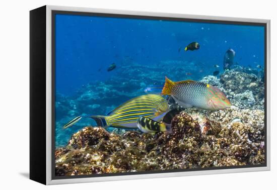 Checkerboard Wrasse (Halichoeres Hortulanus)-Michael Nolan-Framed Premier Image Canvas