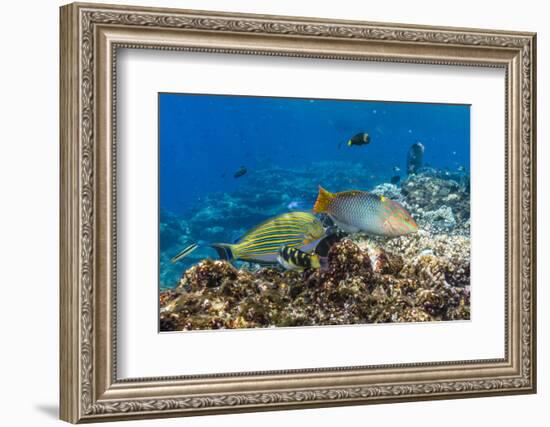 Checkerboard Wrasse (Halichoeres Hortulanus)-Michael Nolan-Framed Photographic Print