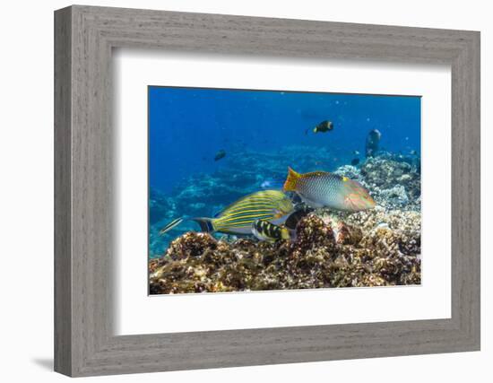 Checkerboard Wrasse (Halichoeres Hortulanus)-Michael Nolan-Framed Photographic Print