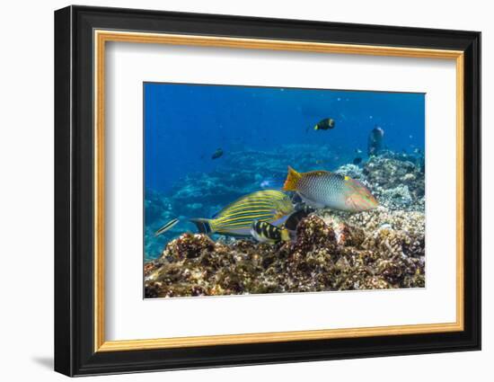 Checkerboard Wrasse (Halichoeres Hortulanus)-Michael Nolan-Framed Photographic Print