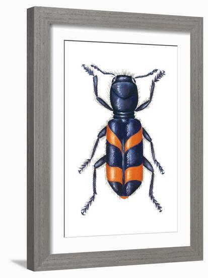 Checkered Beetle (Trichodes Apiarius), Insects-Encyclopaedia Britannica-Framed Art Print