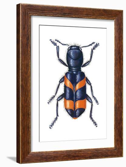 Checkered Beetle (Trichodes Apiarius), Insects-Encyclopaedia Britannica-Framed Art Print