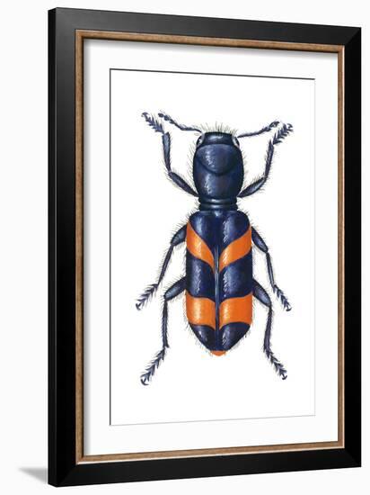 Checkered Beetle (Trichodes Apiarius), Insects-Encyclopaedia Britannica-Framed Art Print